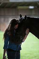 Canadian Horse with Young Girl