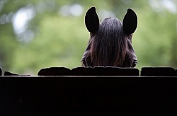 Canadian Peering Over Door