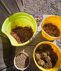 Senior Horse Feed - Soaked Beat Pulp, Soaked Hay Cubes, Soaked Masterfeed Senior Crunch, Dry Masterfeed Senior Crunch and Merit Senior Pellets