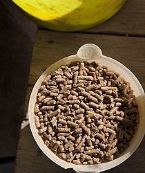 Senior Horse Feed - Merit Senior Pellets