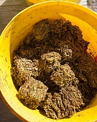 Senior Feed, Soaked Hay Cubes