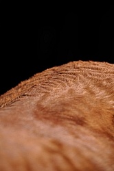 Older Horse Cushing's