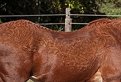 Older Horse Cushing's