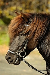 Icelandic Portrait at the Vermont Icelandic Horse Farm  Icelandic Portrait