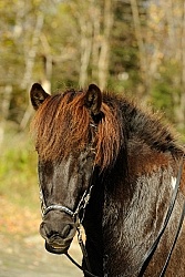 Icelandic Portrait at the Vermont Icelandic Horse Farm  Icelandic Portrait