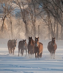 Free Running in Winter Snow