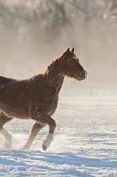 Mustang Free Running Winter