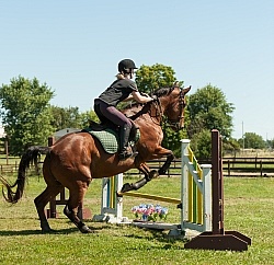 Good Position over Fence