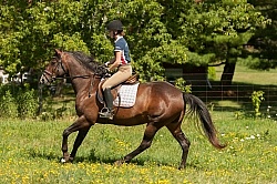 Good Position Between Fences