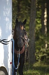  Horse Tied to Trailer with new clip