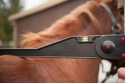 Measuring Height of a Pony