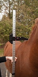 Measuring Height of a Pony