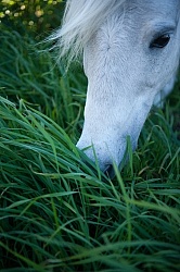Home Grazing in Lush Pasture