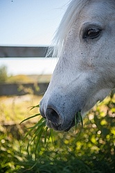 Home Grazing in Lush Pasture