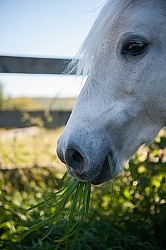 Home Grazing in Lush Pasture