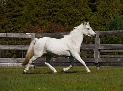 Pony Free Running Horizontal