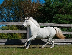 Pony Free Running Horizontal