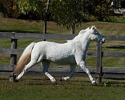 Pony Free Running Horizontal