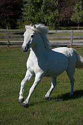 Home Pony Free Running Vertical