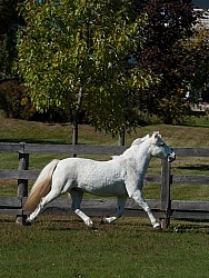 Home Pony Free Running Vertical