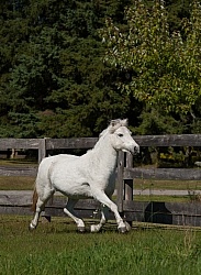 Home Pony Free Running Vertical