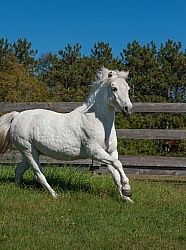 Home Pony Free Running Vertical