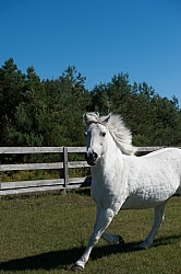 Home Pony Free Running Vertical