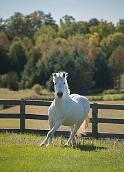 Home Pony Free Running Vertical