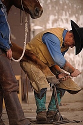 Farrier Trimming Foot