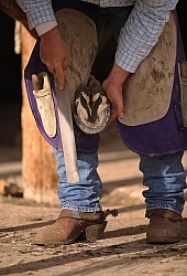 Farrier trimming foot