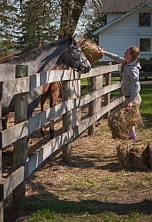 Feeding Hay