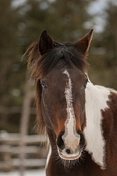 Winter Portrait Paint