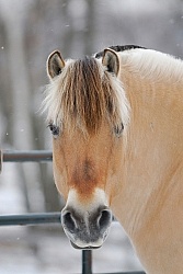 Winter Portrait Norwegian Fjord