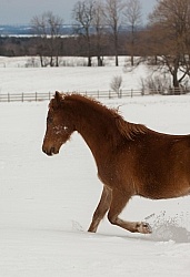 Winter Free Running Verticla