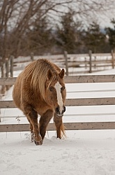 Winter Free Running Verticla