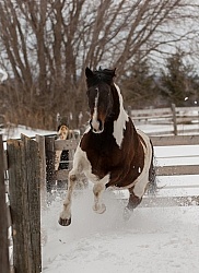 Winter Free Running Vertical