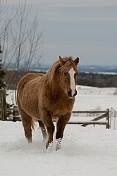 Winter Free Running Vertical