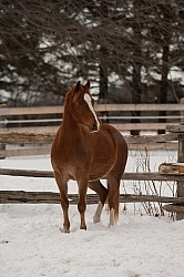 Winter Free Running Vertical