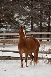 Winter Free Running Vertical