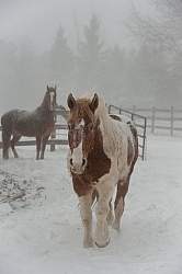 Winter Free Running Vertical