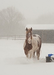 Winter Free Running Vertical