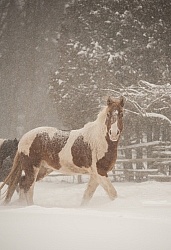 Winter Free Running Vertical