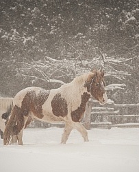 Winter Free Running Vertical