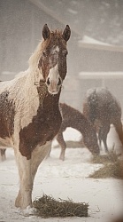 Winter Free Running Vertical