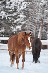 Winter Free Running Vertical