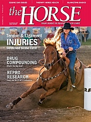 The Horse December 2013