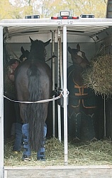 Horse Inside Trailer