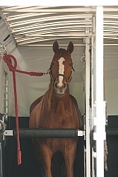 Horse Inside Trailer
