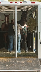 Horse Inside Trailer