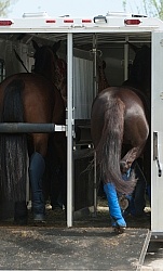 Horse Inside Trailer